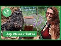 Chaga C Est Quoi ça Infusion Décoctions Et Utilisations Chaga C Est Quoi ça Infusion Décoctions Et Utilisations