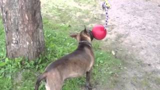 Pit Bull Tug Of War