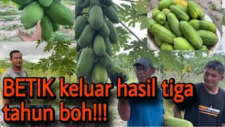 Download Lagu Lumayan tanam betik jika kena caranya MP3