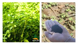 كيفية زراعة الملوخية | أين تزرع الملوخية