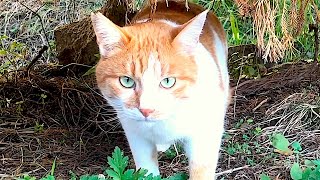 Handsome Cute Orange Tuxedo Tabby Cat at a Park 19 Nov 2023 #cat #cats #catvideo