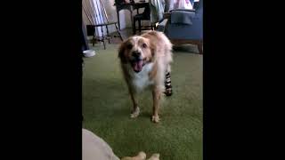Tbone Singing