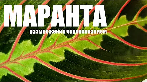 🍀🍀🍀Размножение маранты. ✔Советы по уходу.