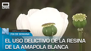 ¿Qué significa una amapola blanca?