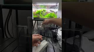 กรองแขวนตู้ปลา xt-13 น้ำใสไร้ฝ้า #aquascape #จัดตู้ปลา #กรองแขวน