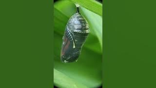 2025-8-28, 8:03am. Monarch Butterfly Chrysalis ripening, Day 3 - Hatching Day! All gold - all gone!!
