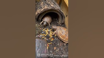 Hakuna Matata. Mealworms and beetles for breakfast