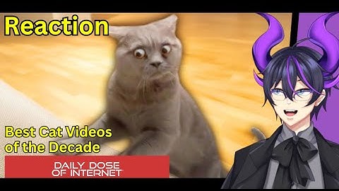 "Best Cat Videos of the Decade" | Kip Reacts to Daily Dose Of Internet
