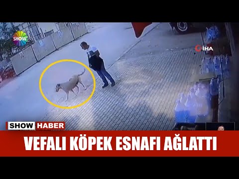 Vefalı köpek esnafı ağlattı