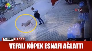 Vefalı köpek esnafı ağlattı