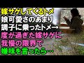 【スカッと】嫁サゲしてくるトメ。娘可愛さのあまり調子に乗ったトメ→度が過ぎた嫁サゲに私は我慢の限界で、トメにコソッと嫌味を言ったら…（スカッと桜）