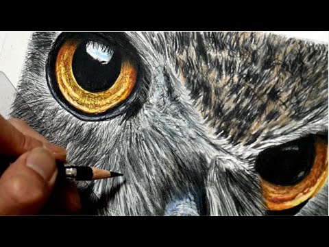 色鉛筆画 フクロウを描いてみた Realistic Colored Pencil Drawing Of An Owl Youtube