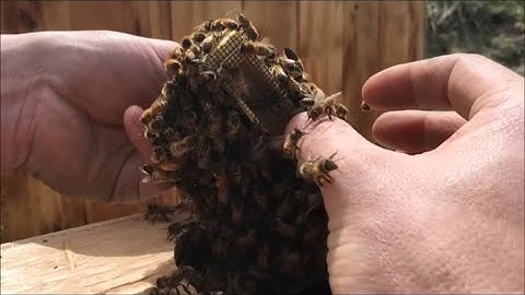 Beekeeping with Cody 2016: Installing bees