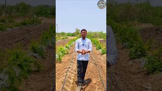 स्ट्रॉबेरी की खेती से लाखों की कमाई 🍓 | Strawberry Farming in India