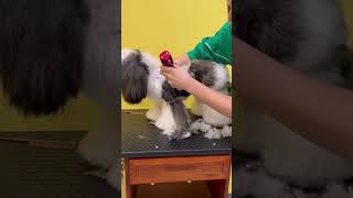 LHASA APSO PUPPY FULL GROOMING  #puppy #lhasaapso #care #pets