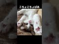 子猫にこちょこちょぱあ してみました 子猫にこちょこちょぱあ してみました