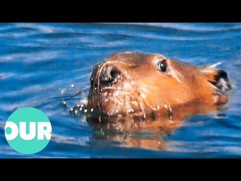 The Secret World Of The North American Beaver | Our World