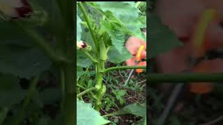 harvest okra#video