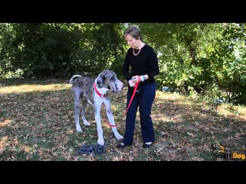 How to Teach Your Dog to Come When Called