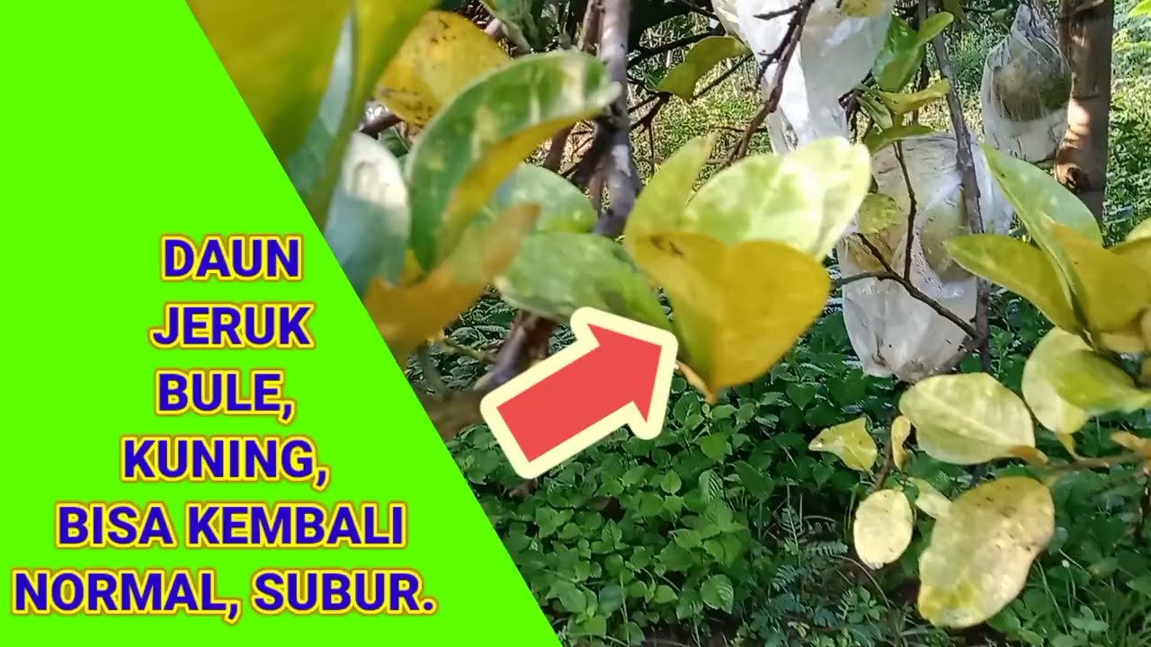 DAUN JERUK BULE, KUNING, BISA NORMAL KEMBALI SUBUR.