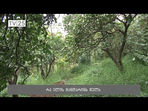 რა ელის მანდარინს წელს