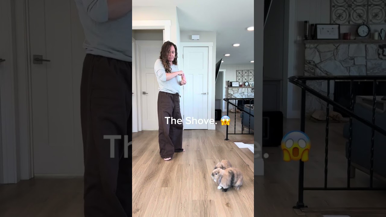 Bunny Bonding & Aggression