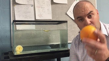 Density of Peeled and Unpeeled Oranges