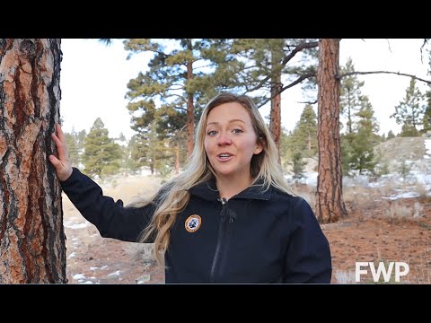 ვიდეო: რომელი ხეებია მონტანას მშობლიური მხარე?