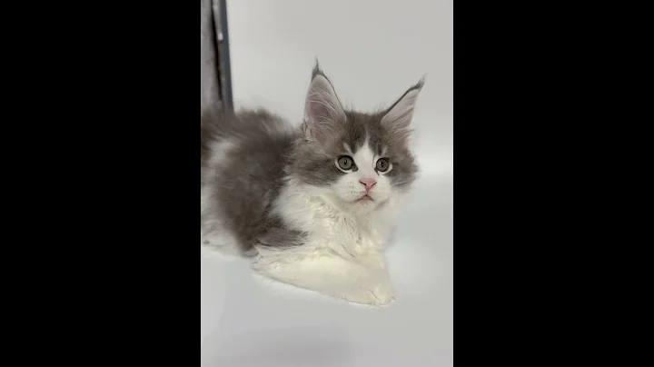 Video 7293451: gentle maine coon, color maine coon, maine coons born, maine coon boy