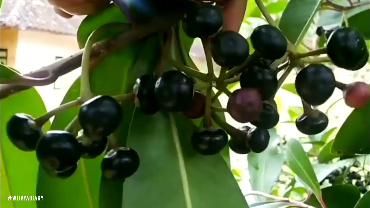Эпизод 685 Шри-Ланка Blackberry