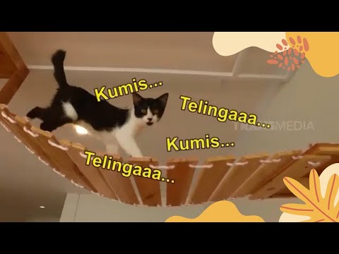 Video: Mengapa Kucing Memiliki Keseimbangan Yang Baik?