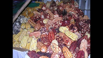 الشيخ عنتر مسلم سورة البلد Antar Muslim sourate Albalad