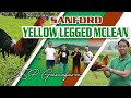 Yellow legged hatch sanford of val perido  jsp farm