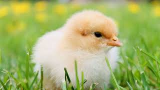 Chick Sound