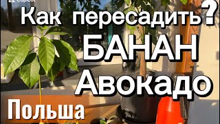 видео:  ✅❤️Пересадка банана, авокадо и фиалки 🌿 Мой домашний сад в Польше . #КомнатныеРастения #польша  картинка:  ✅❤️Пересадка банана, авокадо и фиалки 🌿 Мой домашний сад в Польше . #КомнатныеРастения #польша
