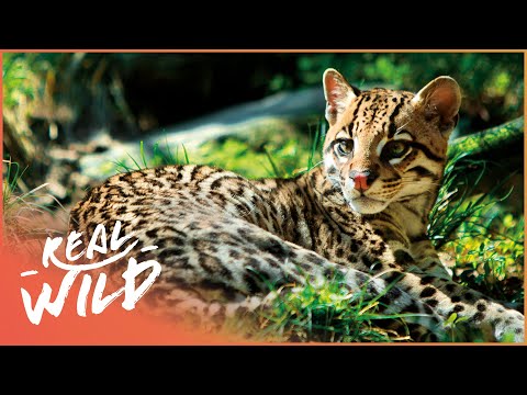 South Texas&#039;s Fascinating Wildlife | Expeditions With Patrick McMillan | Real Wild