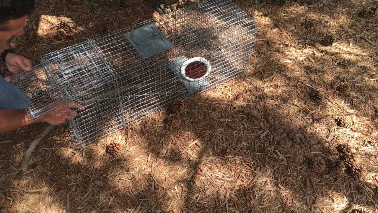 Ben Meadows Live Trap