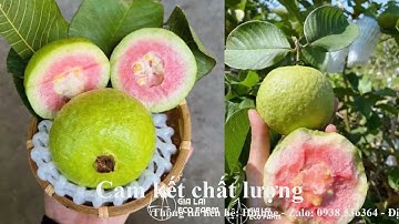 Mua Sỉ Ổi Ruby Ruột Đỏ Tại Gia Lai EcoFarm: Giòn Ngọt, Bao Đổi Trả