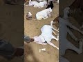 AJ Mood Off Hai #goat #animals #comedy #shorts