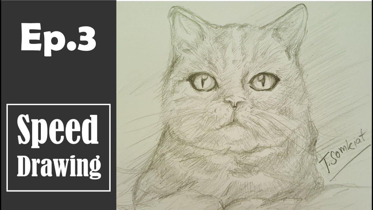 Ep.3 วาดภาพแมว | Drawing  Cat | Speed Drawing