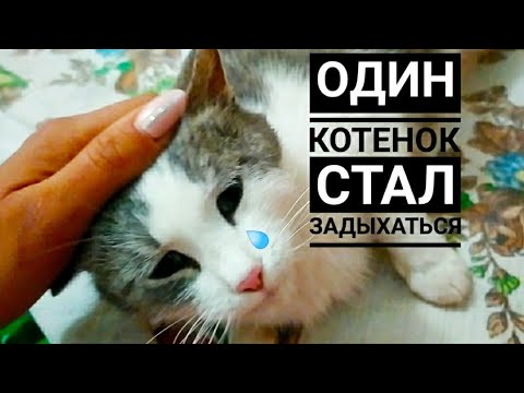 Как проходили РОДЫ ПОДОБРАННОЙ кошки &#55357;&#56881;. Подобрала бездомную кошку.