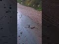 Cesta niz Vratnik postala korito bujice