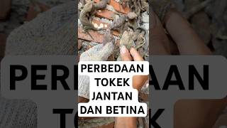 PERBEDAAN TOKEK JANTAN DAN BETINA #tokaygecko #tokek #reptiles #tokekrumah #gecko