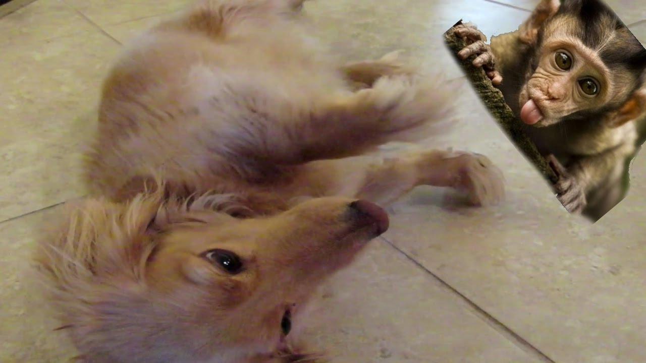 I BROKE MY DOG'S NECK!! YouTube