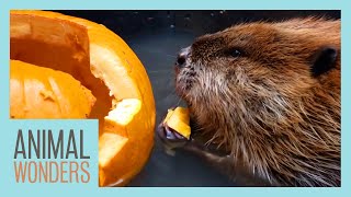 Beaver vs Pumpkin