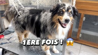 1ère fois chez le TOILETTEUR d'un berger australien ! Olive va chez le coiffeur