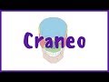 ANATOMÍA | Craneo, normas, puntos craneométricos y huesos | BLASTO