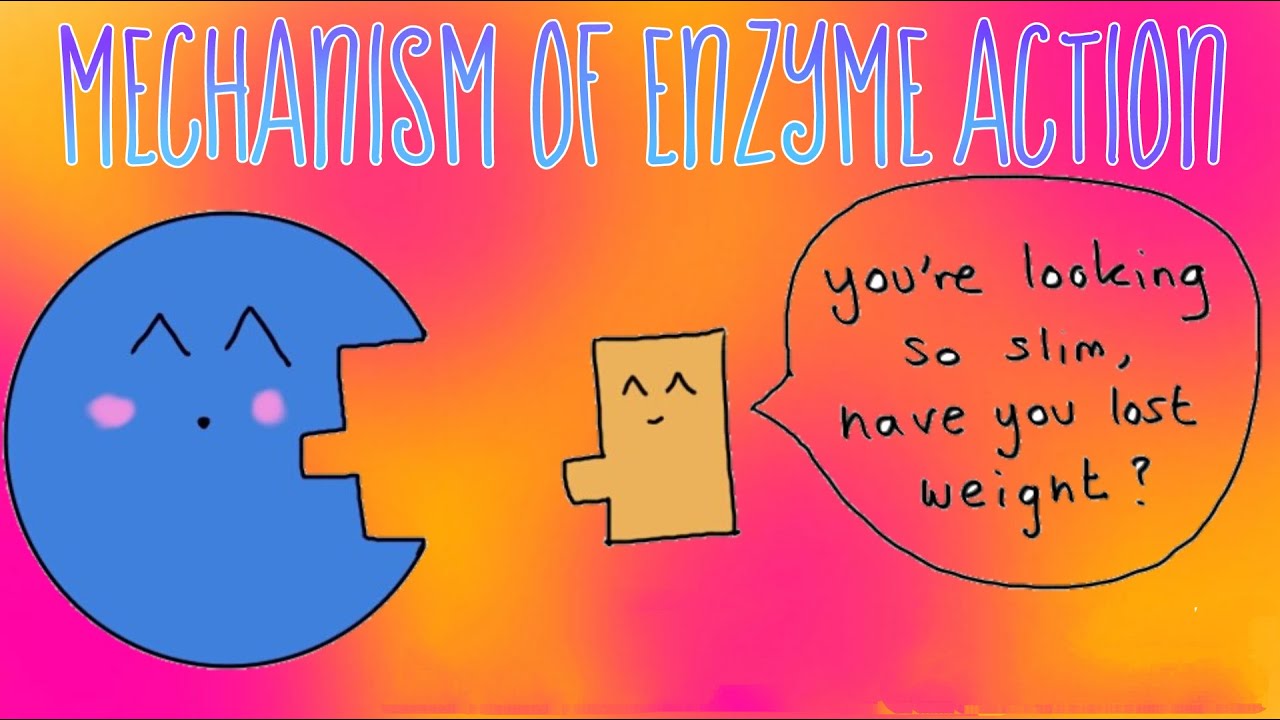 MECHANISM OF ENZYME ACTION Malayalam Bio Ocean by Sheethal Maria