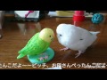 「うんこするから」と断るインコ、ピッチーくん 。遅くなりましたが新年のご挨拶付き。