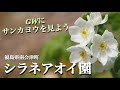 【シラネアオイ園】 4月 山野草・高山植物が目の前で見られる場所/福島県南会津町　GWの見どころを紹介　サンカヨウ・シラネアオイ・トガクシソウ